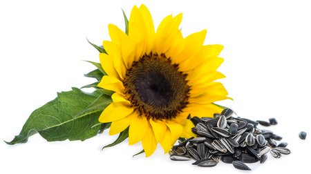 Girasol Semilla Sunflower - Terapias Alternativas, Nutrición terapéutica